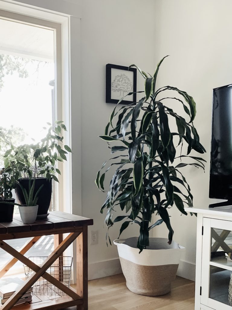 tall houseplant commonly called a "Janet Craig", an easy indoor plant